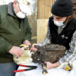 eagle being banded